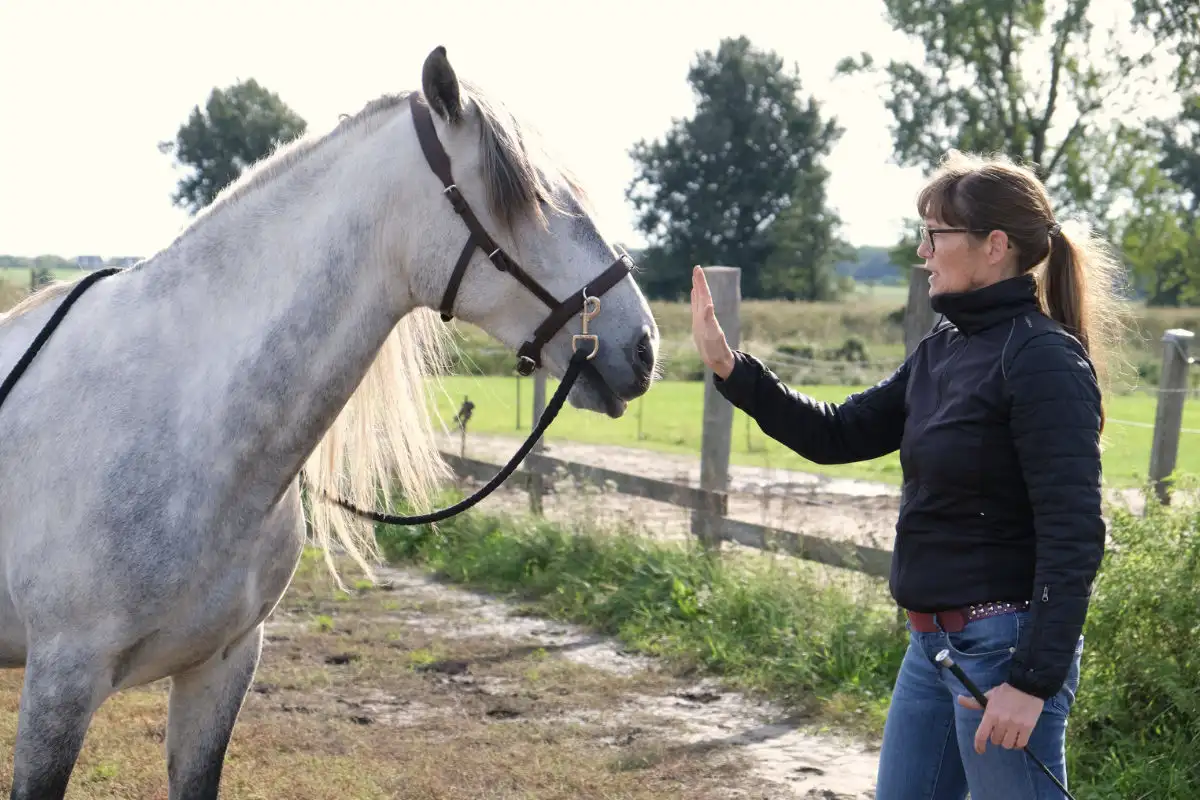 Pferdegestützes Coaching mit Sasha und Dayo